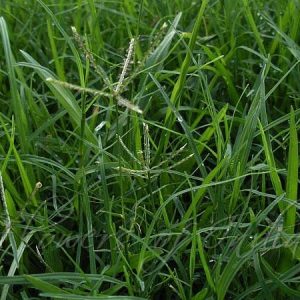 Bermuda Grass (Cynodon dactylon) (300gm)