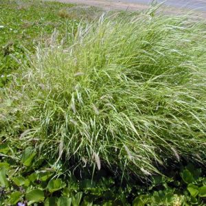 Buffel Grass (Cenchrus ciliaris)