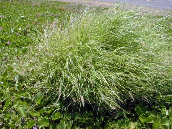 Buffel Grass (Cenchrus ciliaris)