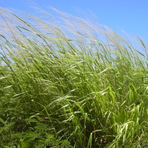 Guinea Grass (Panicum maximum)